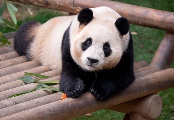 Fubao the Panda Captures Hearts